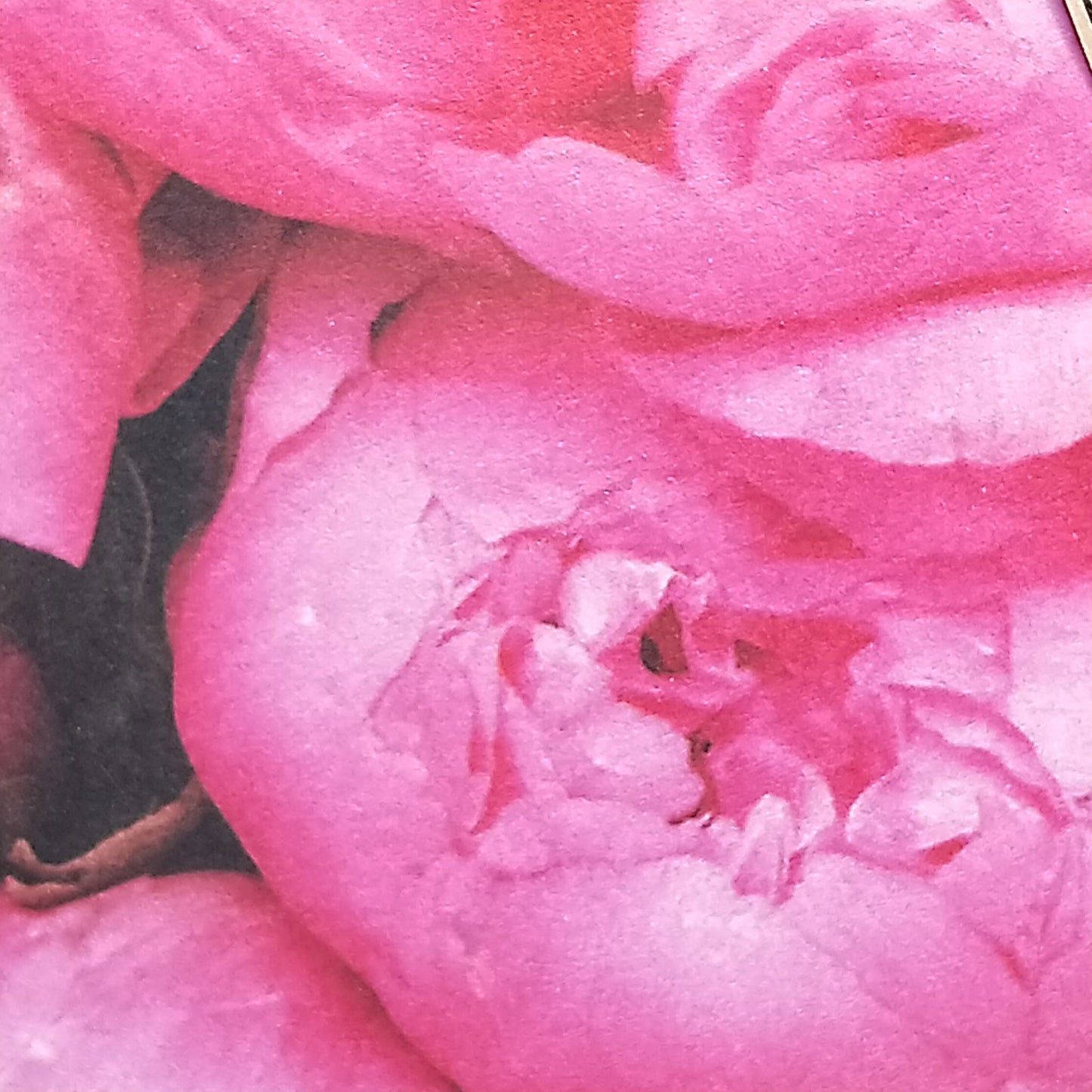 Wilddori 40 sheet Blank Insert - Pink Blooms